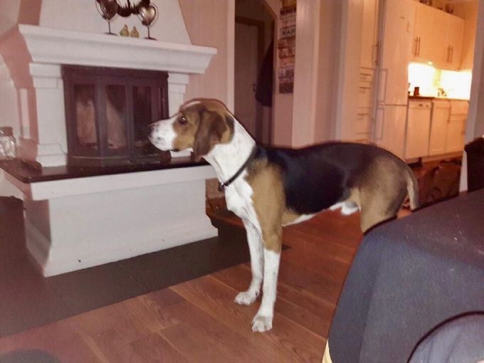 Leo 10 måneder.